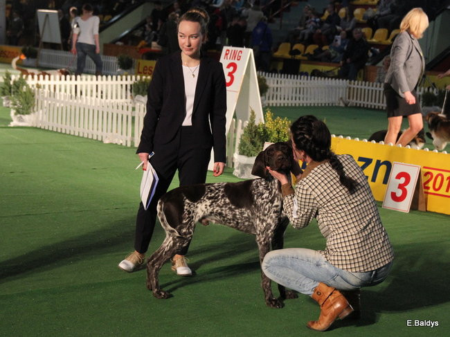 Pies gończy polski championem wystawy w Trapezie (zdjęcia)