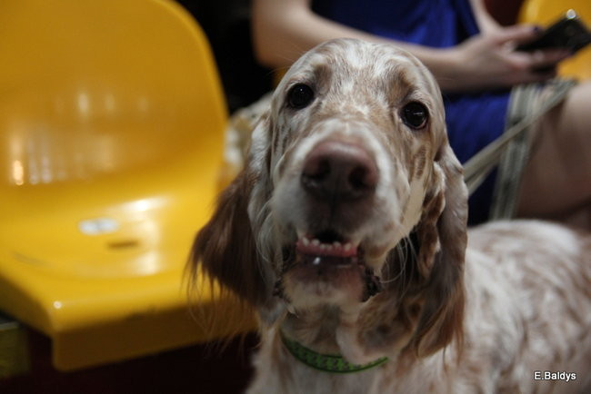 Pies gończy polski championem wystawy w Trapezie (zdjęcia)