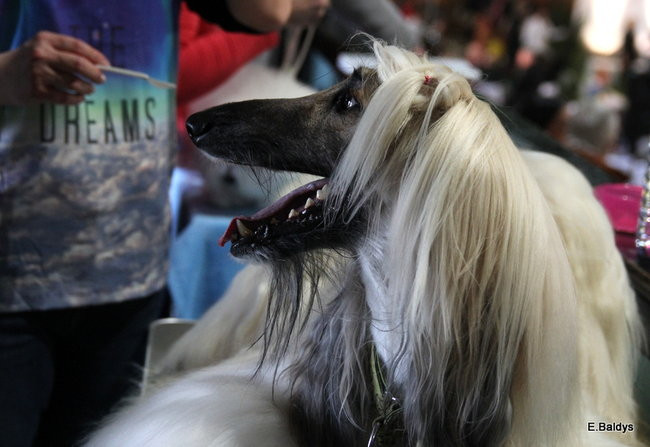 Pies gończy polski championem wystawy w Trapezie (zdjęcia)