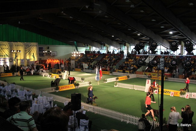 Pies gończy polski championem wystawy w Trapezie (zdjęcia)