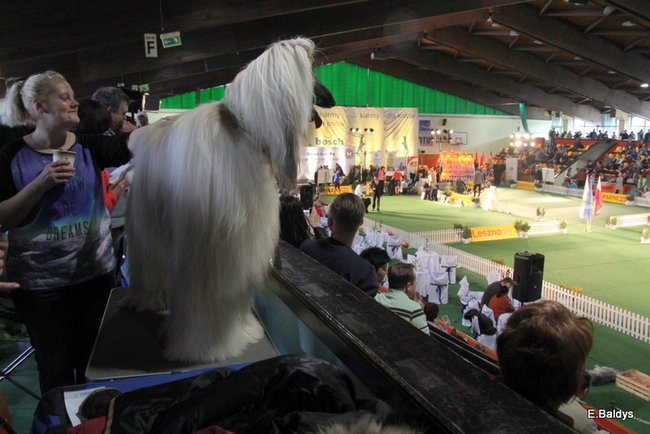 Pies gończy polski championem wystawy w Trapezie (zdjęcia)