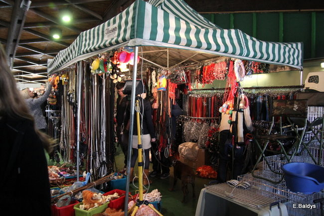 Pies gończy polski championem wystawy w Trapezie (zdjęcia)