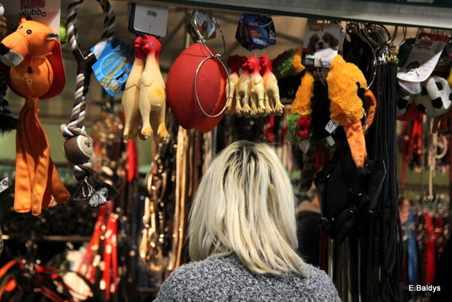 Pies gończy polski championem wystawy w Trapezie (zdjęcia)