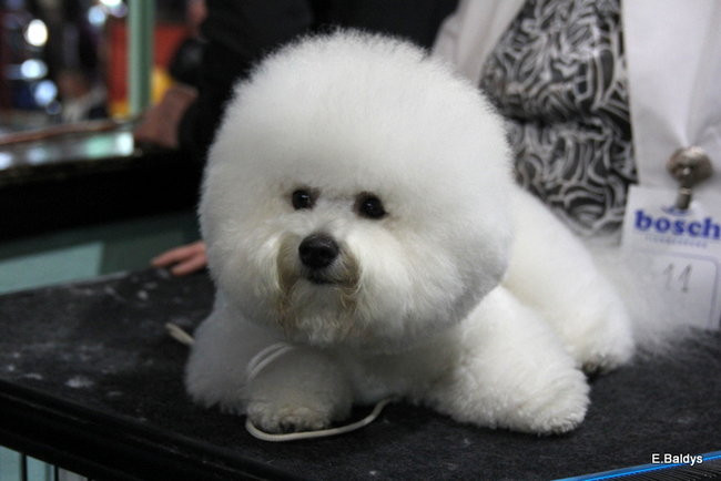 Pies gończy polski championem wystawy w Trapezie (zdjęcia)