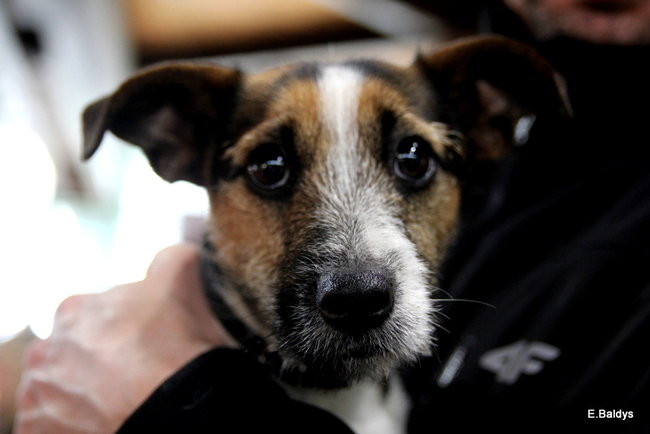 Pies gończy polski championem wystawy w Trapezie (zdjęcia)