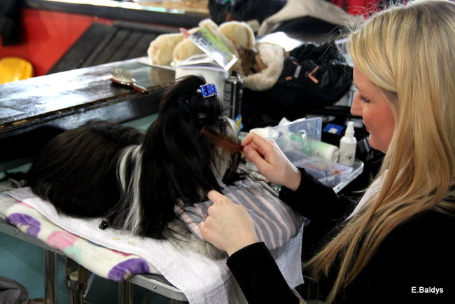 Pies gończy polski championem wystawy w Trapezie (zdjęcia)