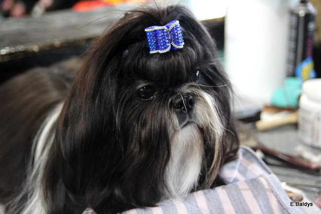 Pies gończy polski championem wystawy w Trapezie (zdjęcia)