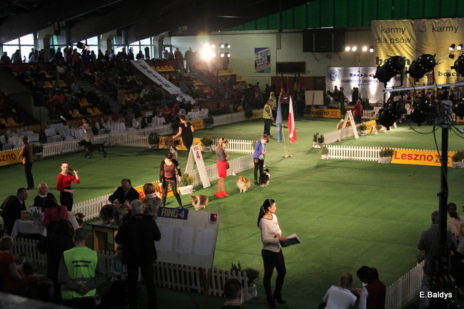 Pies gończy polski championem wystawy w Trapezie (zdjęcia)