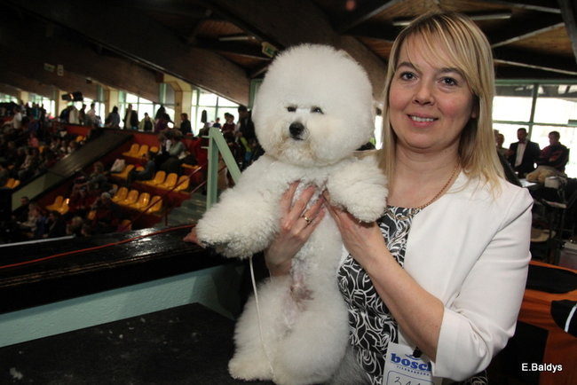 Pies gończy polski championem wystawy w Trapezie (zdjęcia)