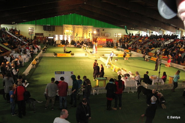 Pies gończy polski championem wystawy w Trapezie (zdjęcia)