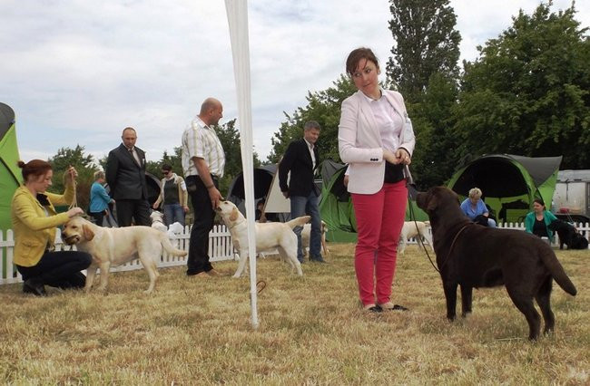 Wielki sukces małego pekińczyka (zdjęcia)
