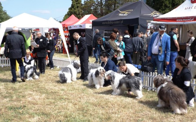 Wielki sukces małego pekińczyka (zdjęcia)