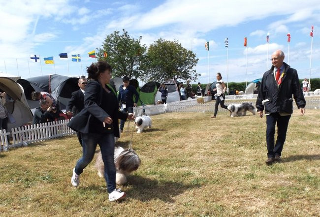 Wielki sukces małego pekińczyka (zdjęcia)