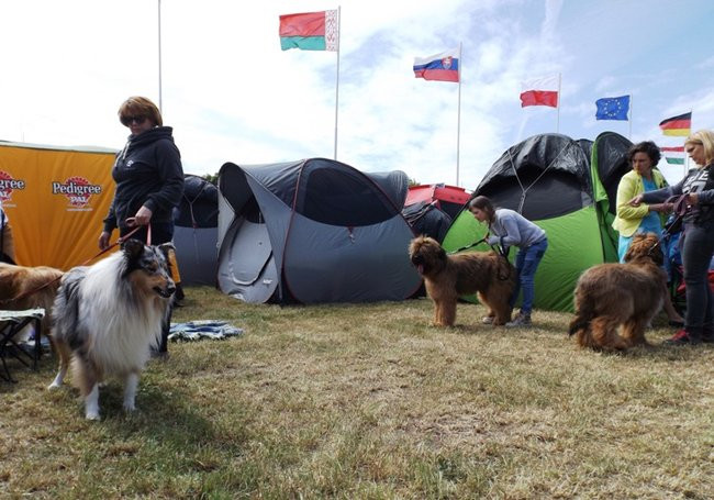 Wielki sukces małego pekińczyka (zdjęcia)