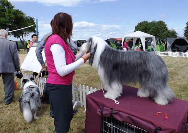 Wielki sukces małego pekińczyka (zdjęcia)