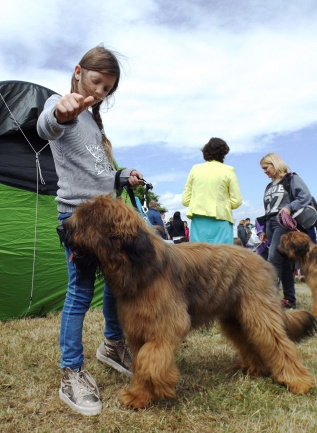 Wielki sukces małego pekińczyka (zdjęcia)