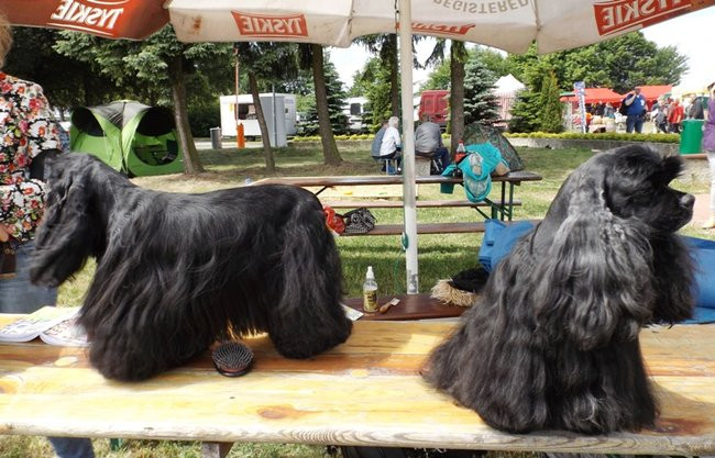 Wielki sukces małego pekińczyka (zdjęcia)