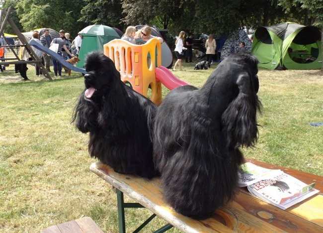 Wielki sukces małego pekińczyka (zdjęcia)