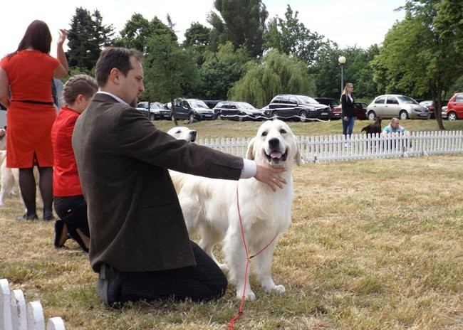 Wielki sukces małego pekińczyka (zdjęcia)
