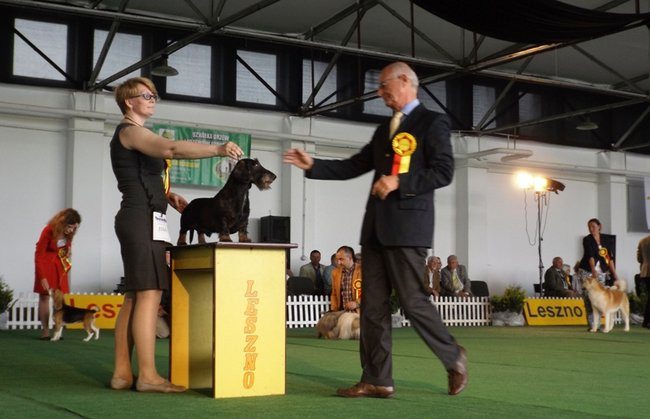 Wielki sukces małego pekińczyka (zdjęcia)