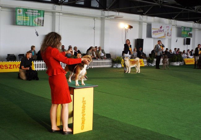 Wielki sukces małego pekińczyka (zdjęcia)