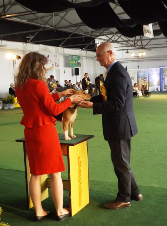 Wielki sukces małego pekińczyka (zdjęcia)