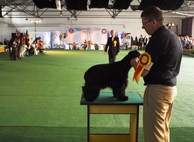 Wielki sukces małego pekińczyka (zdjęcia)