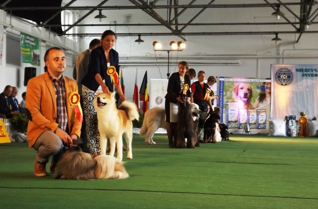 Wielki sukces małego pekińczyka (zdjęcia)