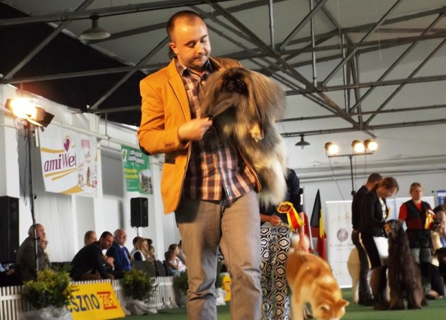 Wielki sukces małego pekińczyka (zdjęcia)