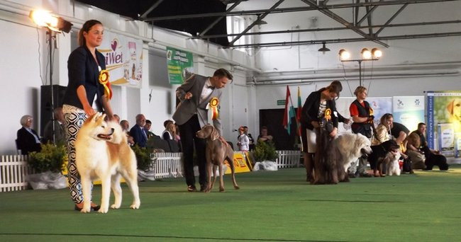 Wielki sukces małego pekińczyka (zdjęcia)