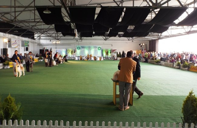 Wielki sukces małego pekińczyka (zdjęcia)