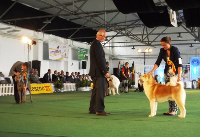 Wielki sukces małego pekińczyka (zdjęcia)