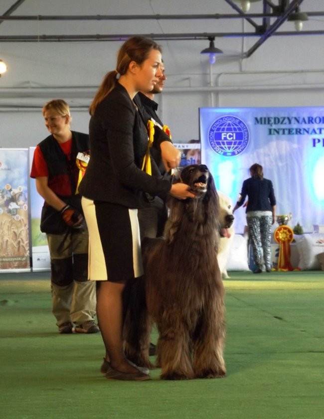 Wielki sukces małego pekińczyka (zdjęcia)