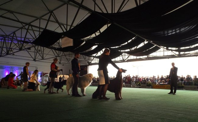 Wielki sukces małego pekińczyka (zdjęcia)