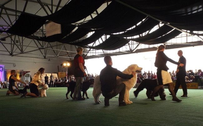 Wielki sukces małego pekińczyka (zdjęcia)