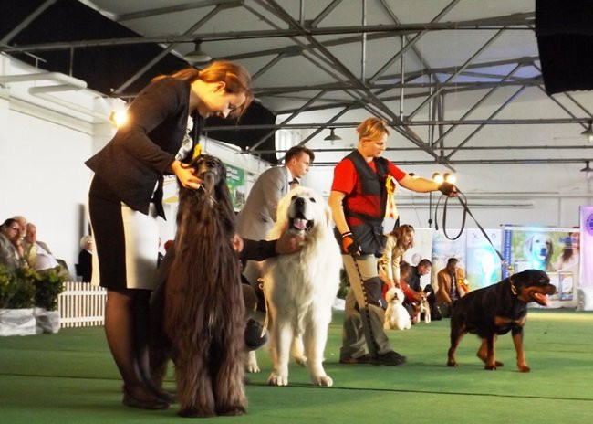 Wielki sukces małego pekińczyka (zdjęcia)