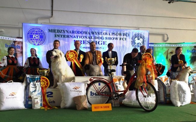 Wielki sukces małego pekińczyka (zdjęcia)