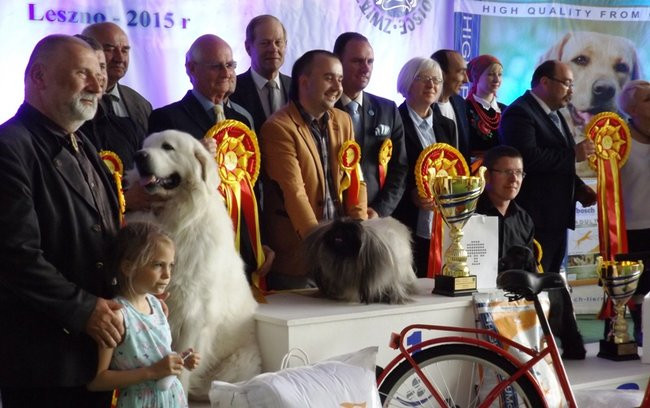 Wielki sukces małego pekińczyka (zdjęcia)