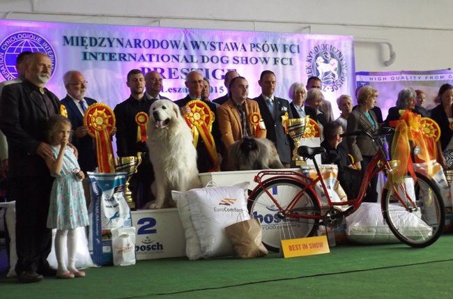 Wielki sukces małego pekińczyka (zdjęcia)