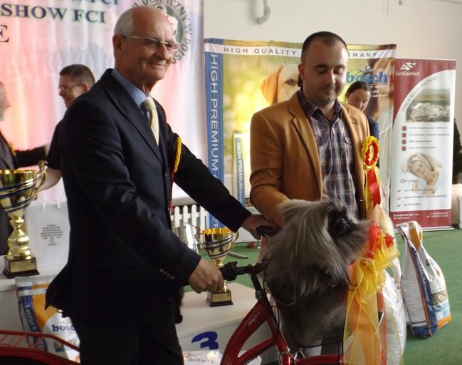 Wielki sukces małego pekińczyka (zdjęcia)