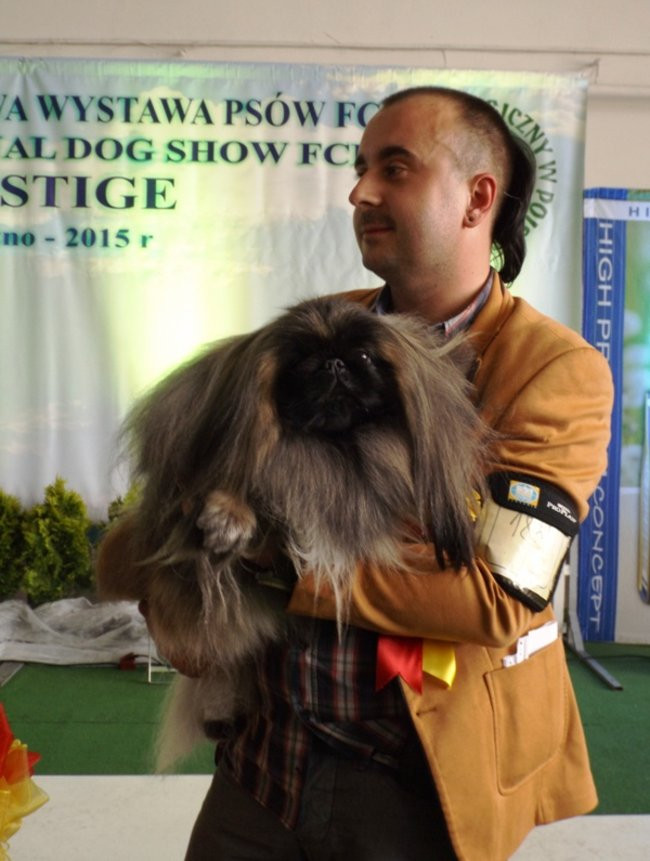 Wielki sukces małego pekińczyka (zdjęcia)