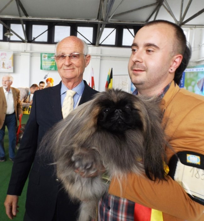 Wielki sukces małego pekińczyka (zdjęcia)