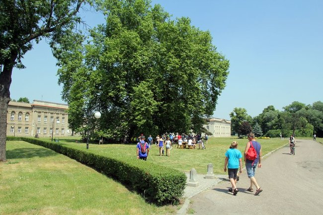 Pod drzewem odpoczynek (zdjęcia)