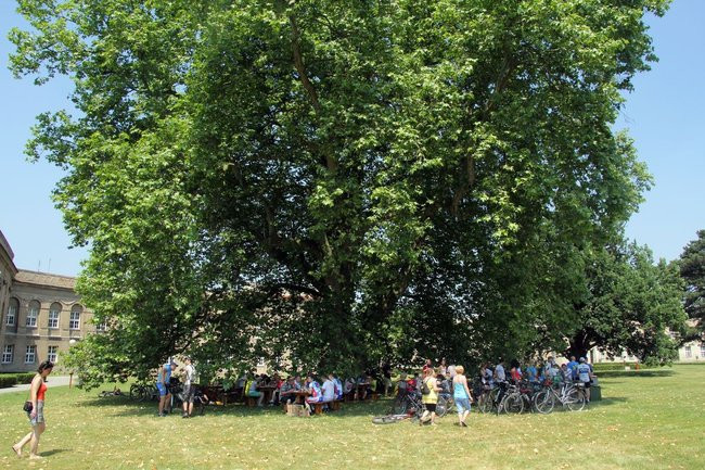 Pod drzewem odpoczynek (zdjęcia)