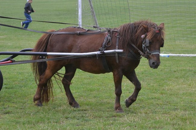 Festyn Rodzinny w Pawłowicach (dużo zdjęć)
