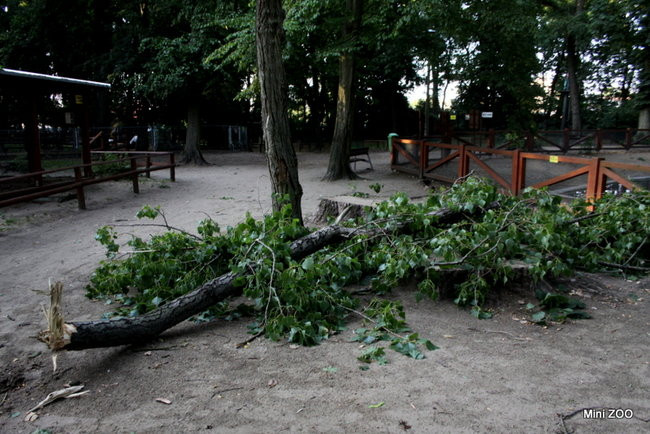 Wichura w powiecie leszczyńskim (zdjęcia)