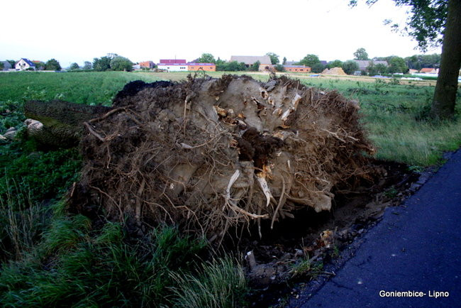 Wichura w powiecie leszczyńskim (zdjęcia)