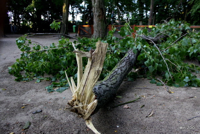 Wichura w powiecie leszczyńskim (zdjęcia)