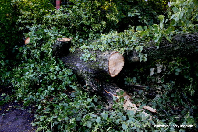 Wichura w powiecie leszczyńskim (zdjęcia)