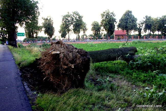 Wichura w powiecie leszczyńskim (zdjęcia)